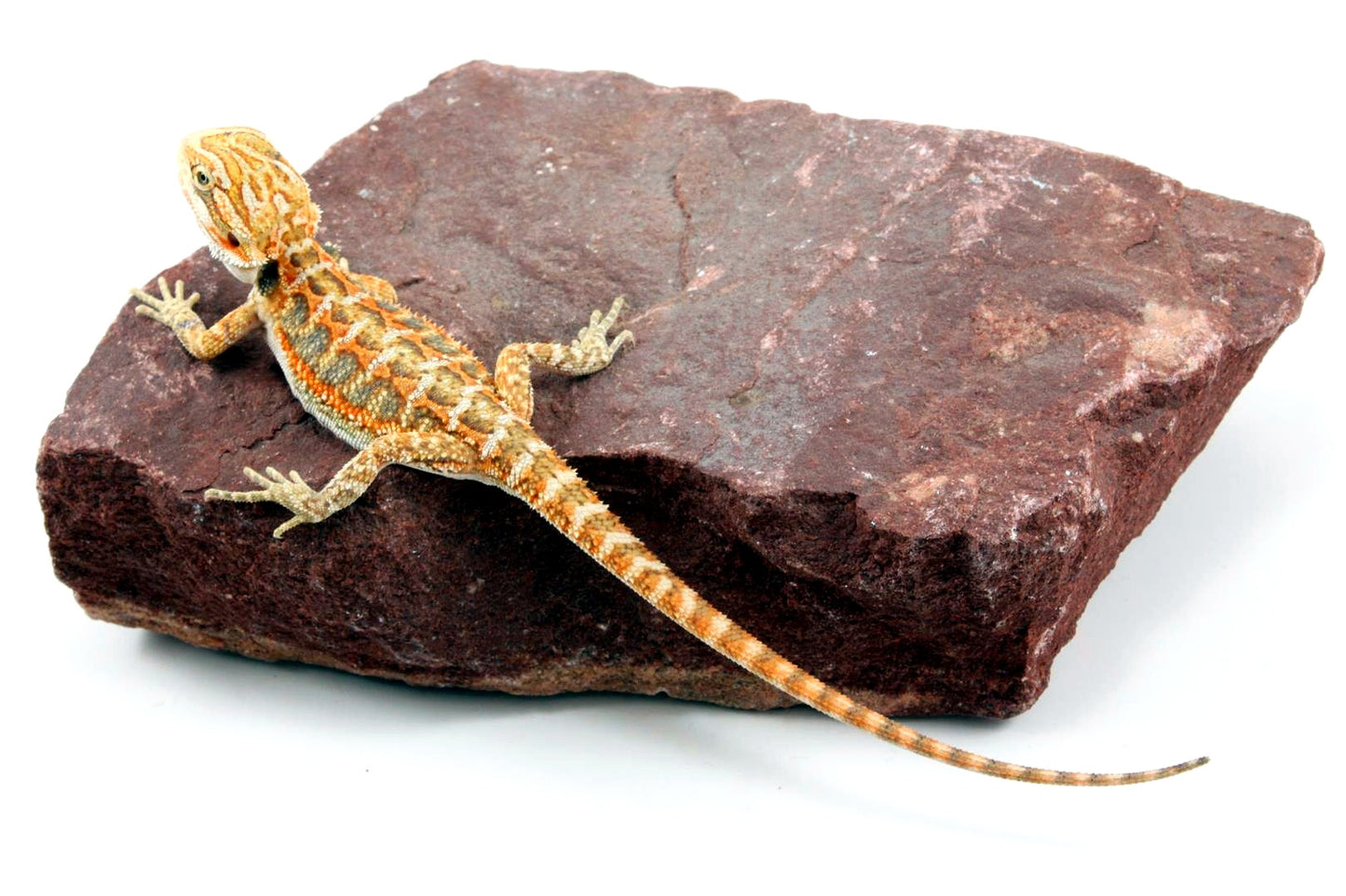 Citrus Bearded Dragon