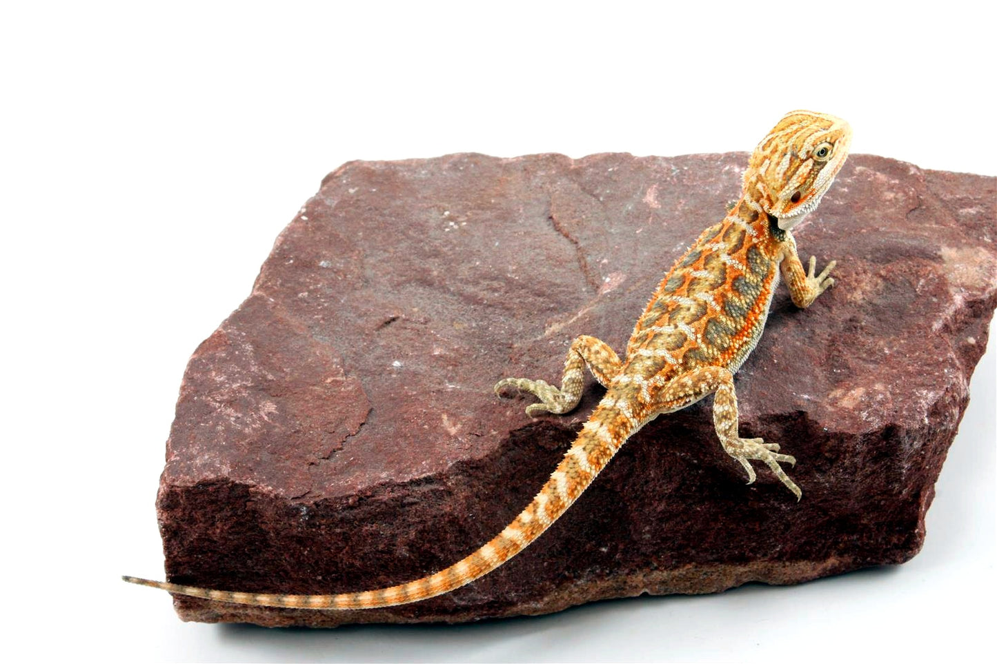 Citrus Bearded Dragon