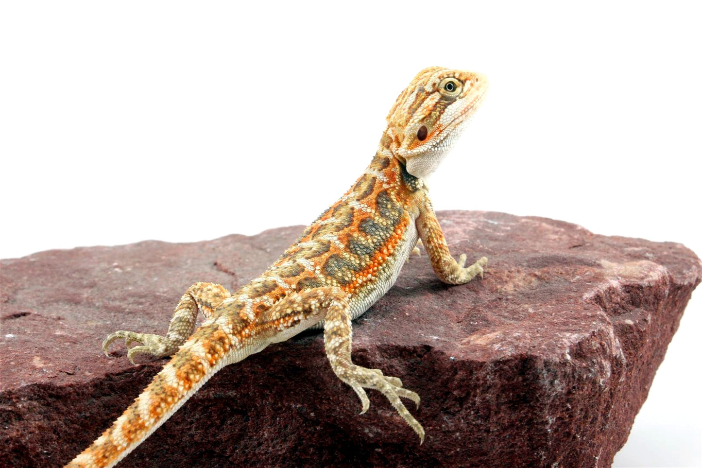 Citrus Bearded Dragon