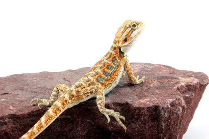 Citrus Bearded Dragon