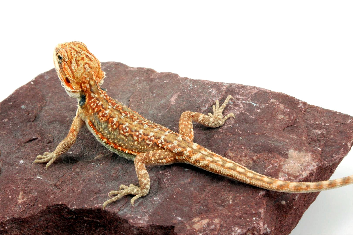Citrus Leatherback Dunner Bearded Dragon