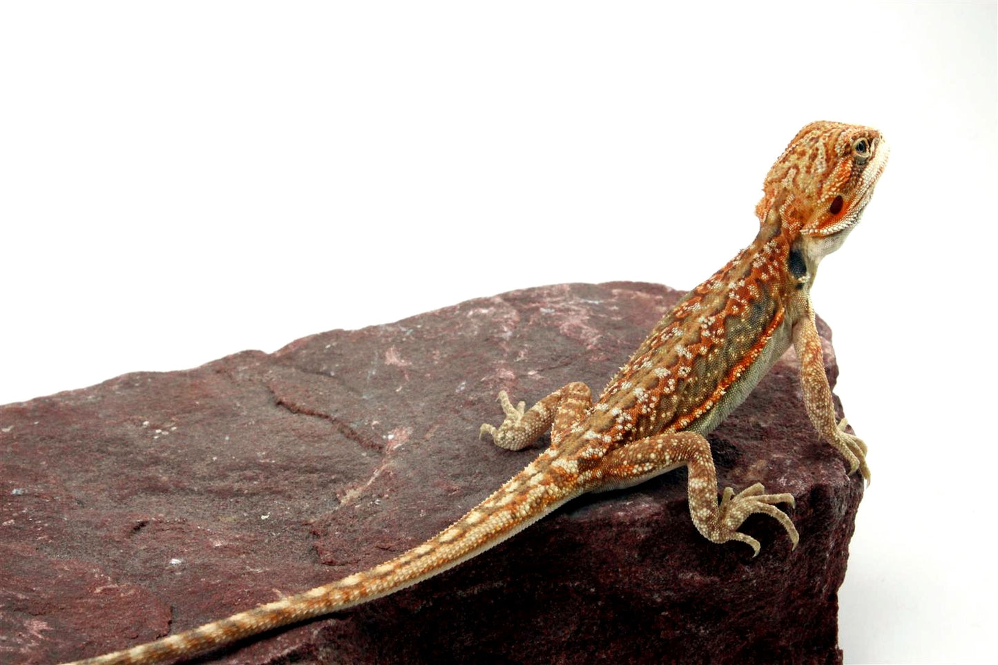 Citrus Leatherback Dunner Bearded Dragon