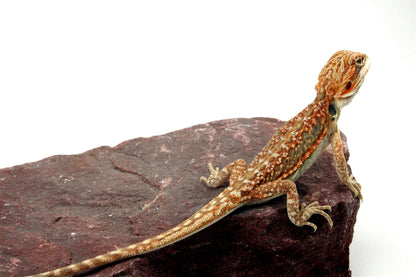Citrus Leatherback Dunner Bearded Dragon