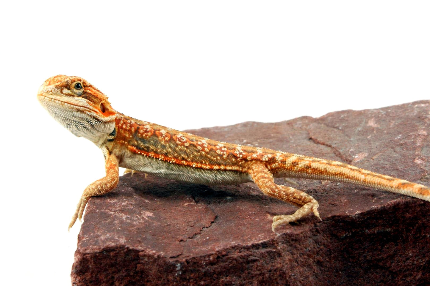Citrus Leatherback Dunner Bearded Dragon