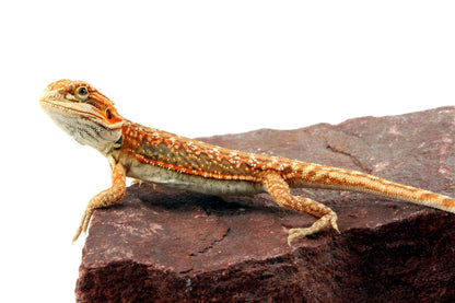 Citrus Leatherback Dunner Bearded Dragon