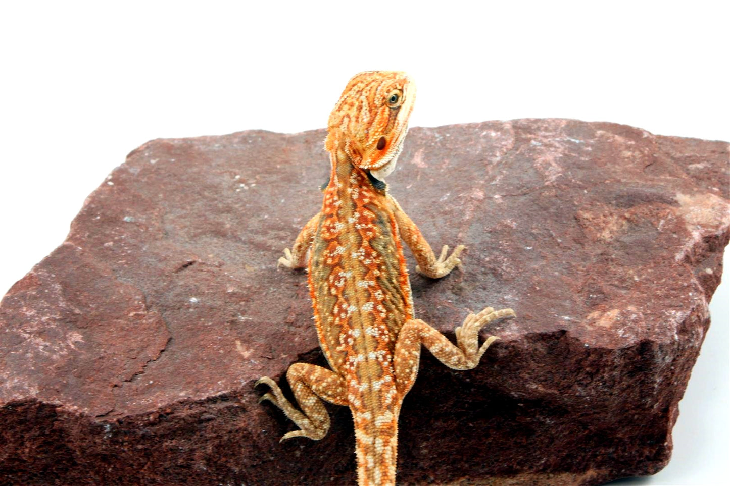 Citrus Leatherback Dunner Bearded Dragon