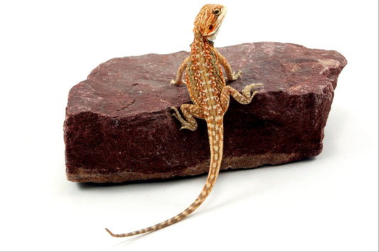 Citrus Leatherback Dunner Bearded Dragon