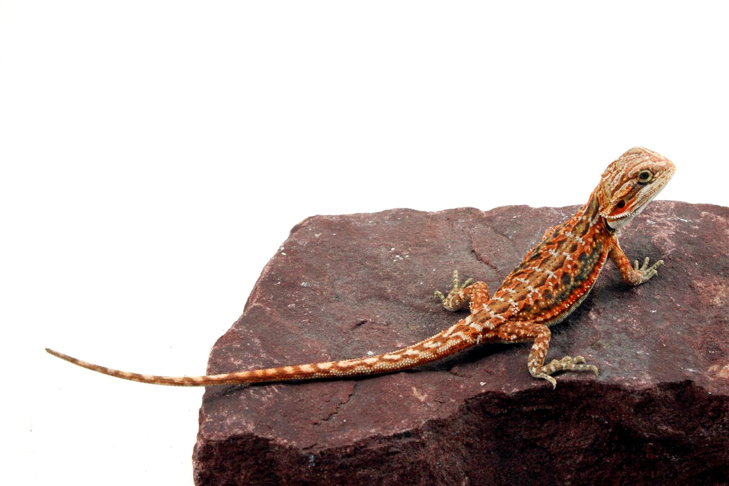 Orange Citrus Leatherback Dunner Bearded Dragon