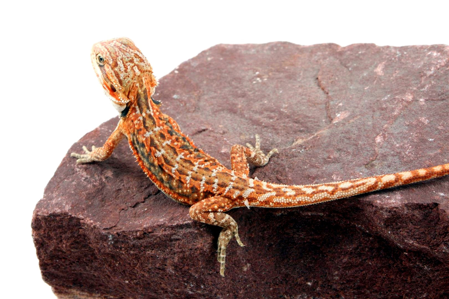 Orange Citrus Leatherback Dunner Bearded Dragon