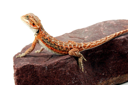 Orange Citrus Leatherback Dunner Bearded Dragon