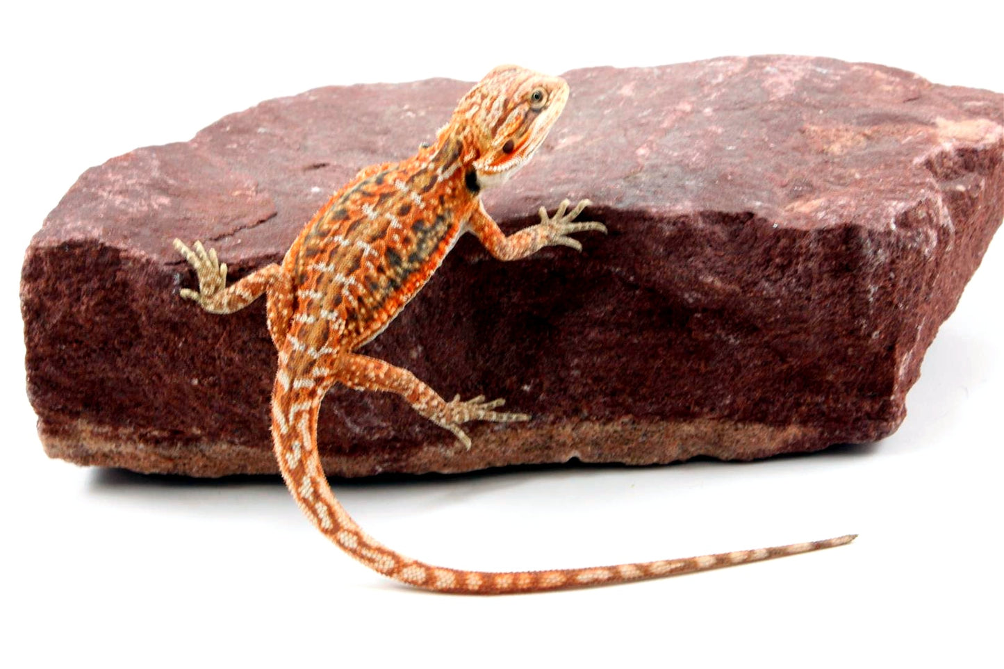 Orange Citrus Leatherback Dunner Bearded Dragon