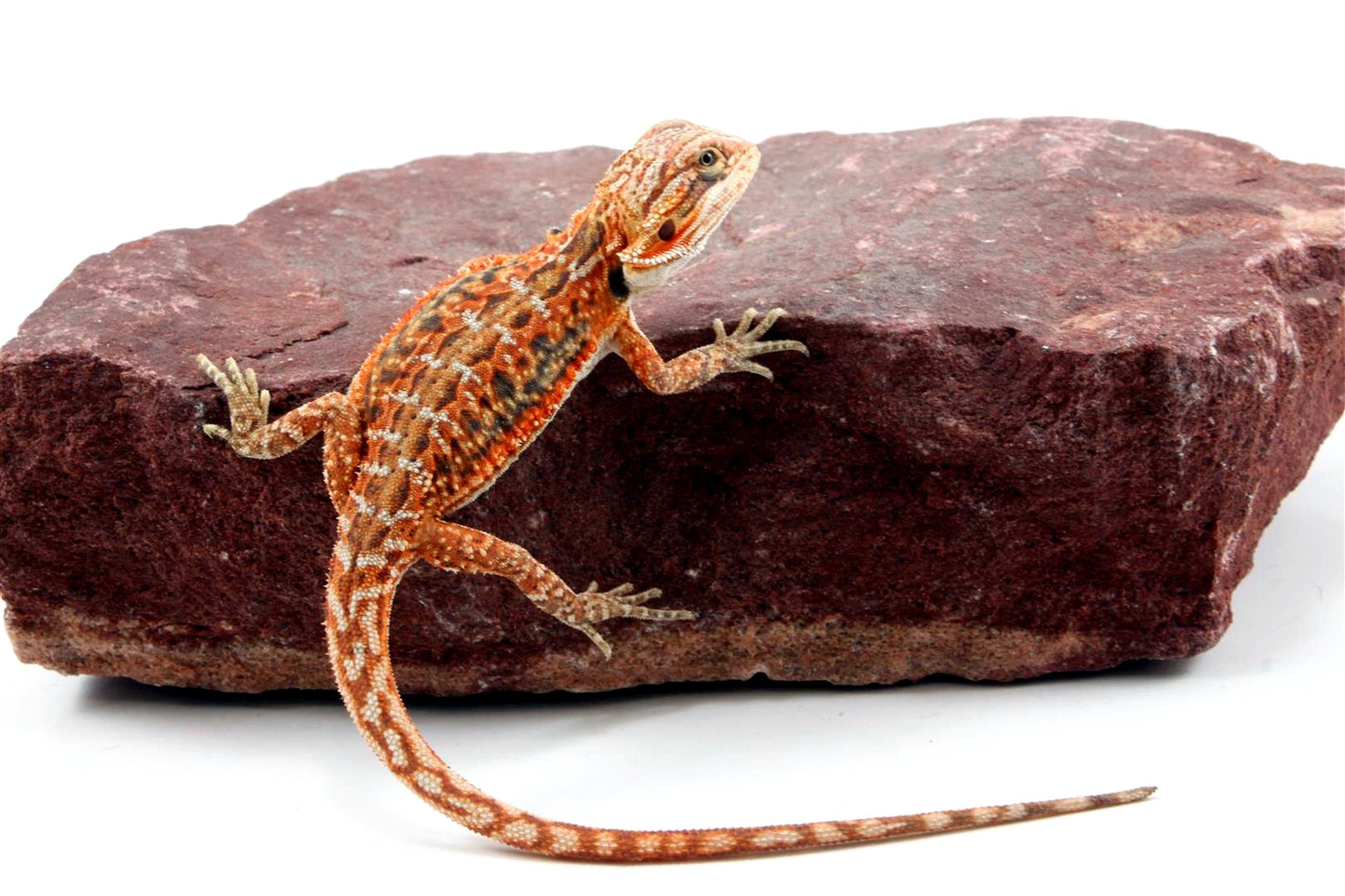 Orange Citrus Leatherback Dunner Bearded Dragon