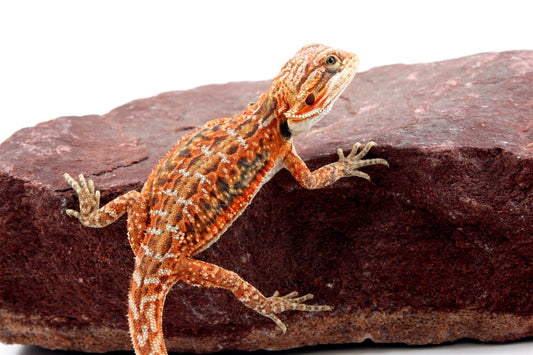 Orange Citrus Leatherback Dunner Bearded Dragon