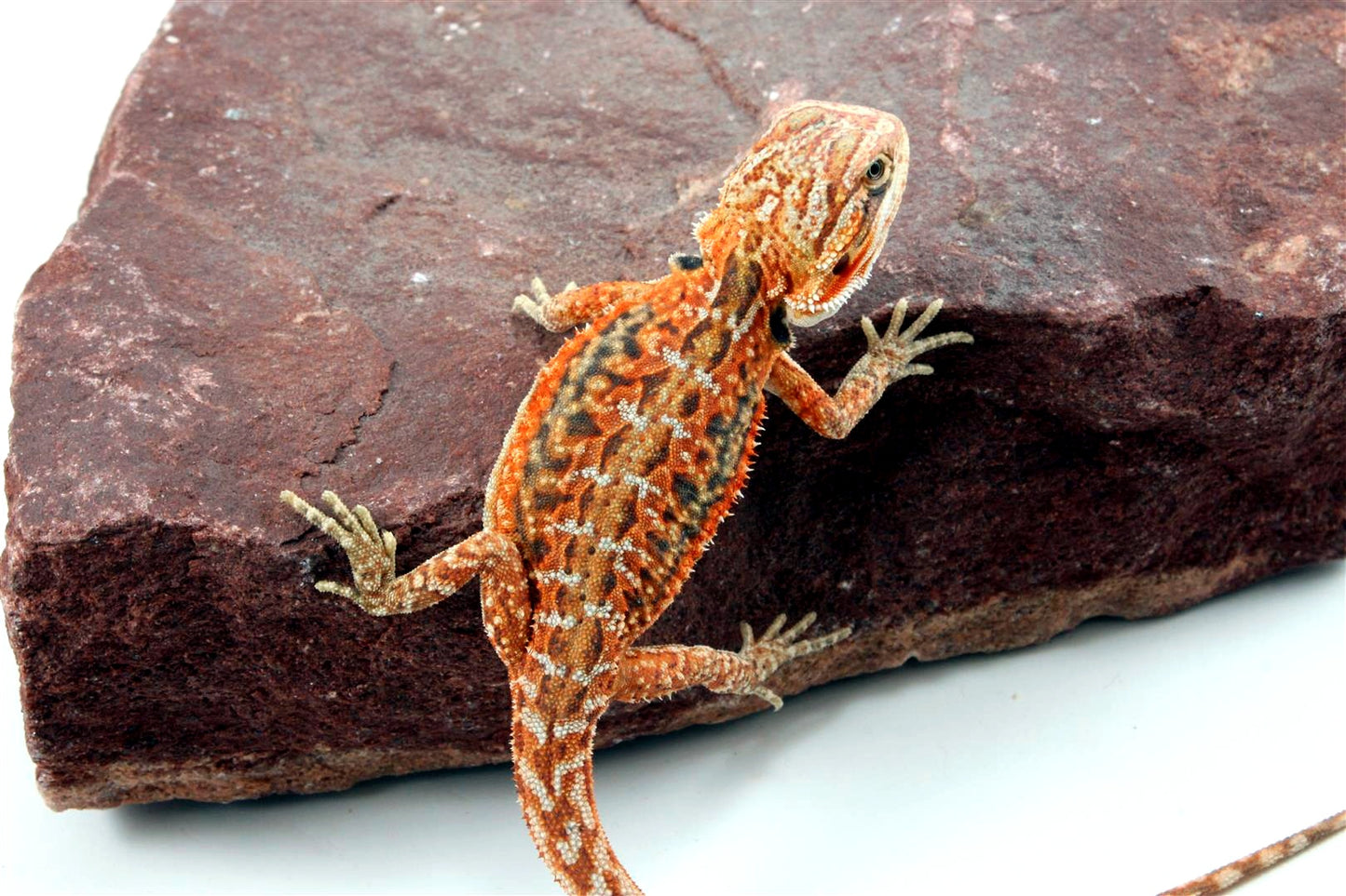 Orange Citrus Leatherback Dunner Bearded Dragon