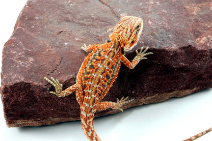 Orange Citrus Leatherback Dunner Bearded Dragon
