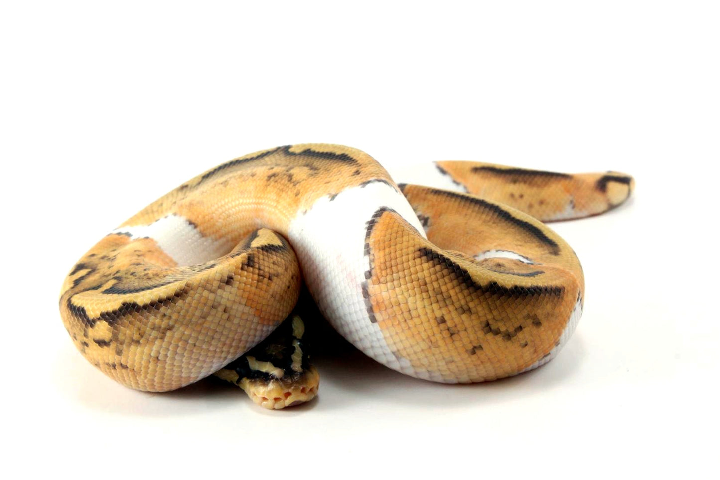 Pastel Hypo Pied Ball Python