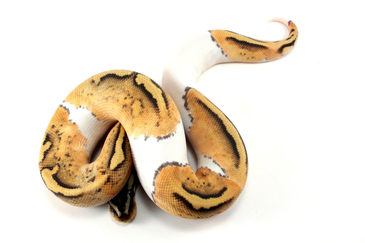 Pastel Hypo Pied Ball Python