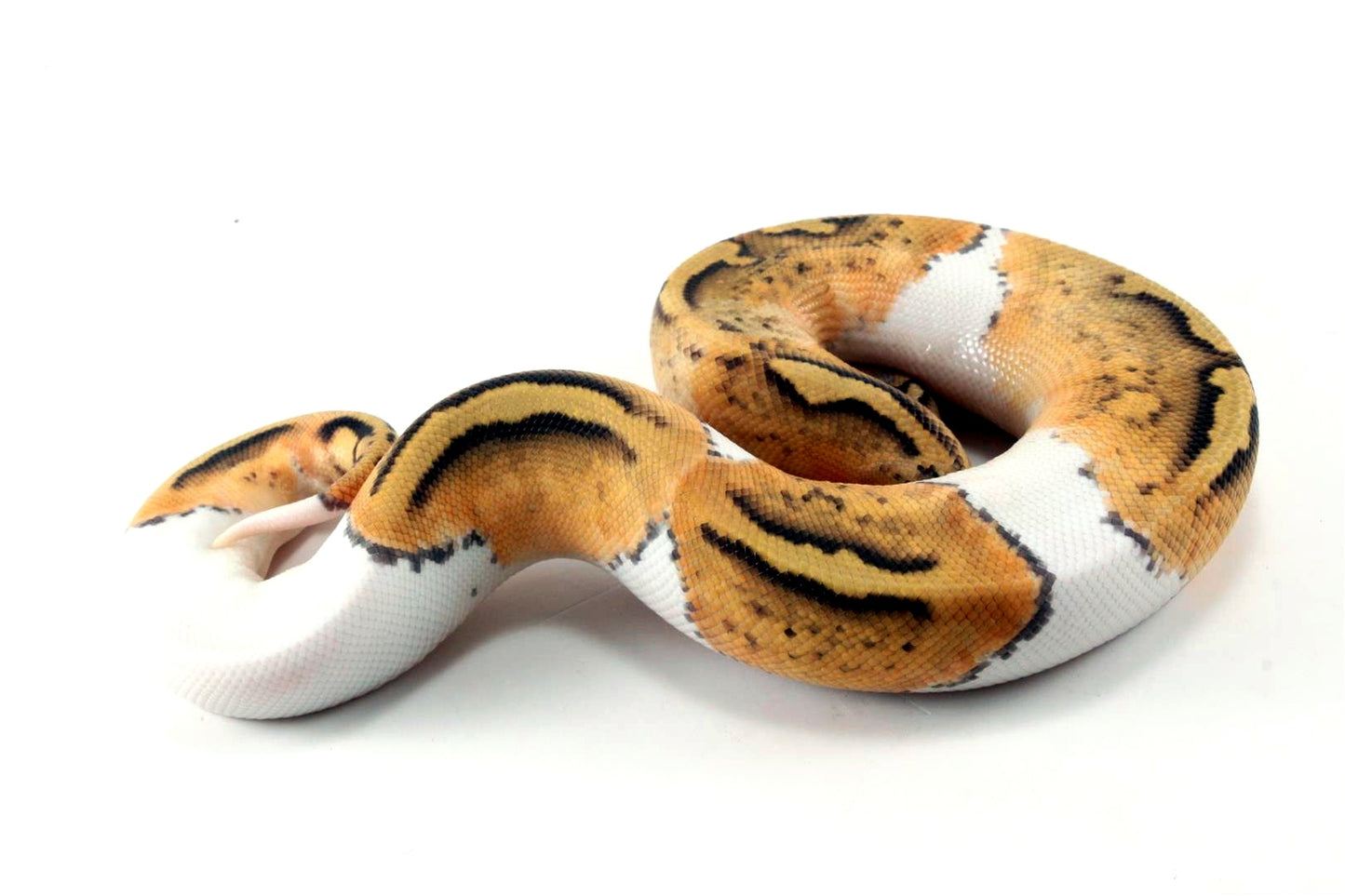 Pastel Hypo Pied Ball Python