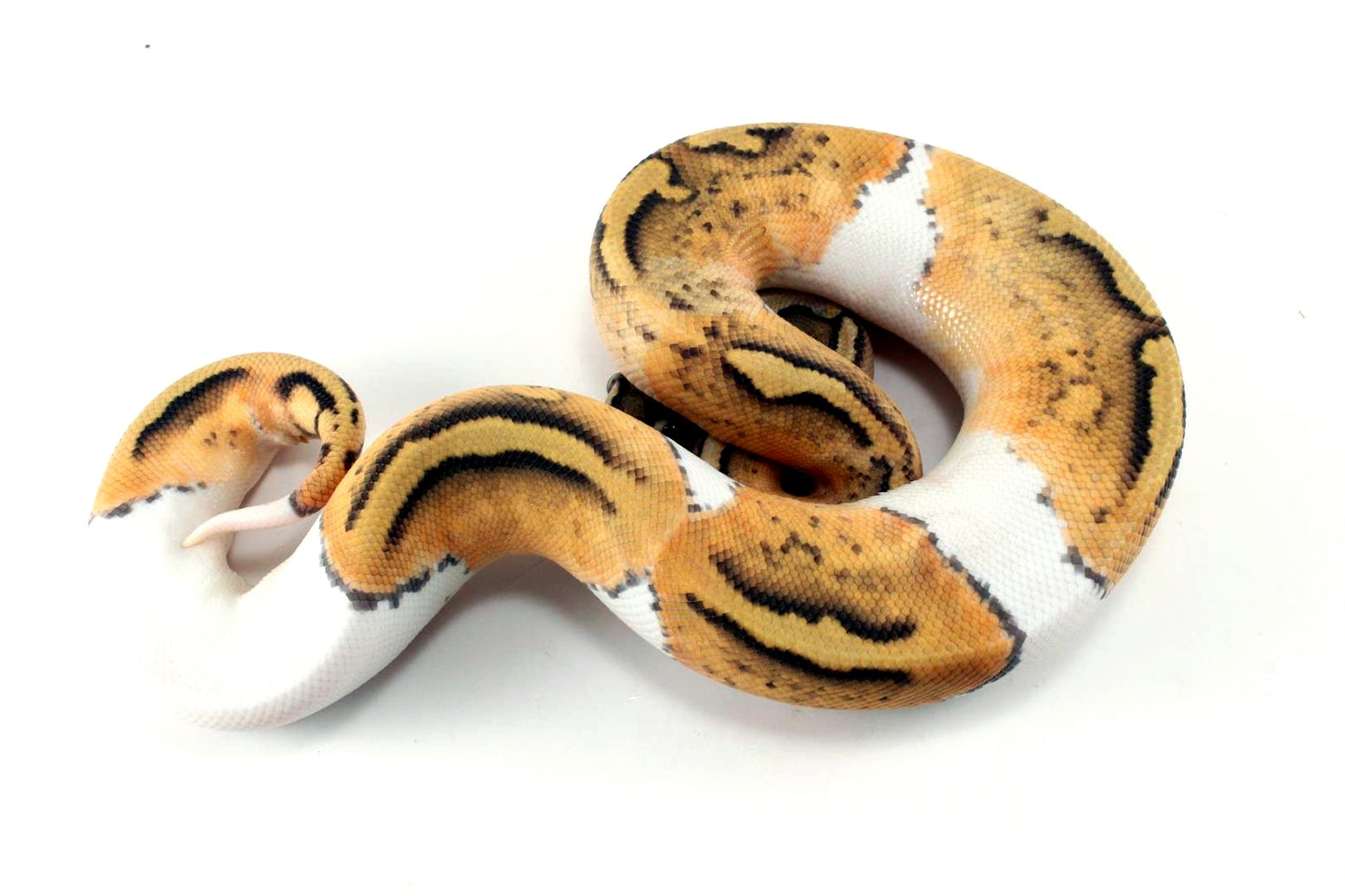 Pastel Hypo Pied Ball Python