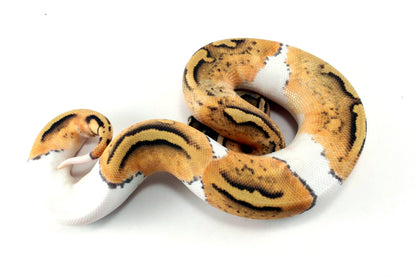 Pastel Hypo Pied Ball Python