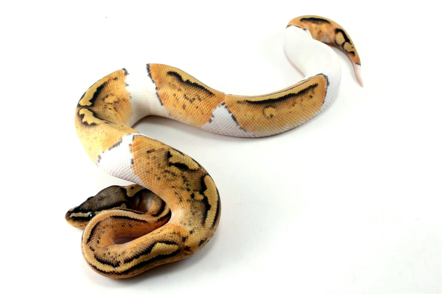 Pastel Hypo Pied Ball Python