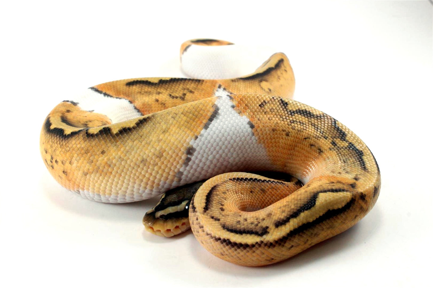 Pastel Hypo Pied Ball Python