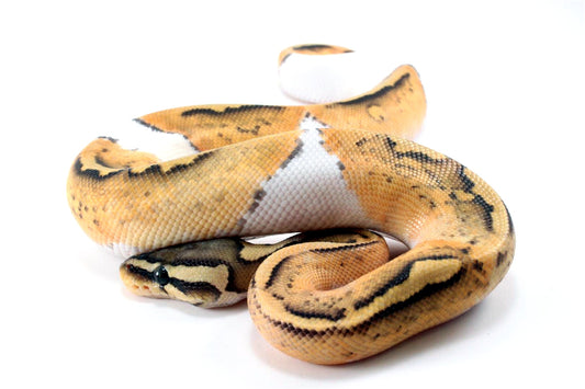 Pastel Hypo Pied Ball Python