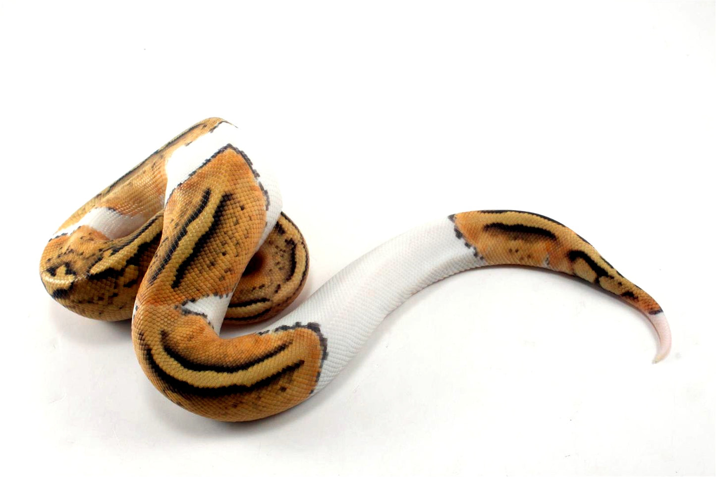 Pastel Hypo Pied Ball Python