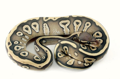 Hypo Mojave Ball Python All Reptiles