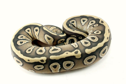 Hypo Mojave Ball Python All Reptiles
