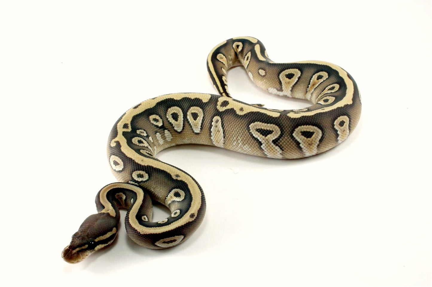 Hypo Mojave Ball Python All Reptiles