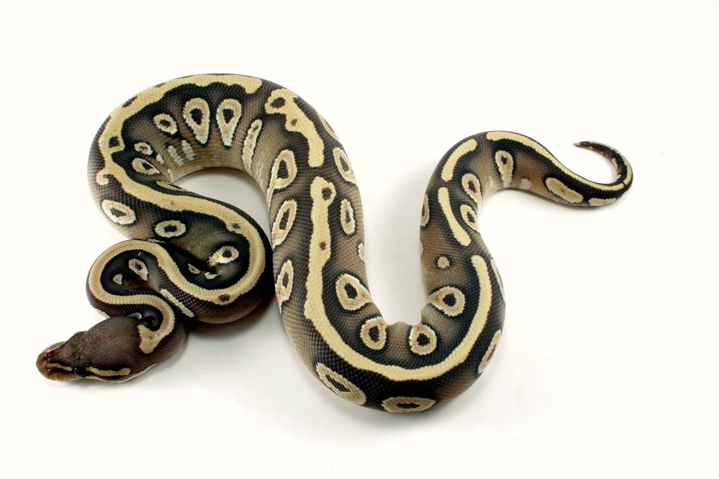 Hypo Mojave Ball Python All Reptiles