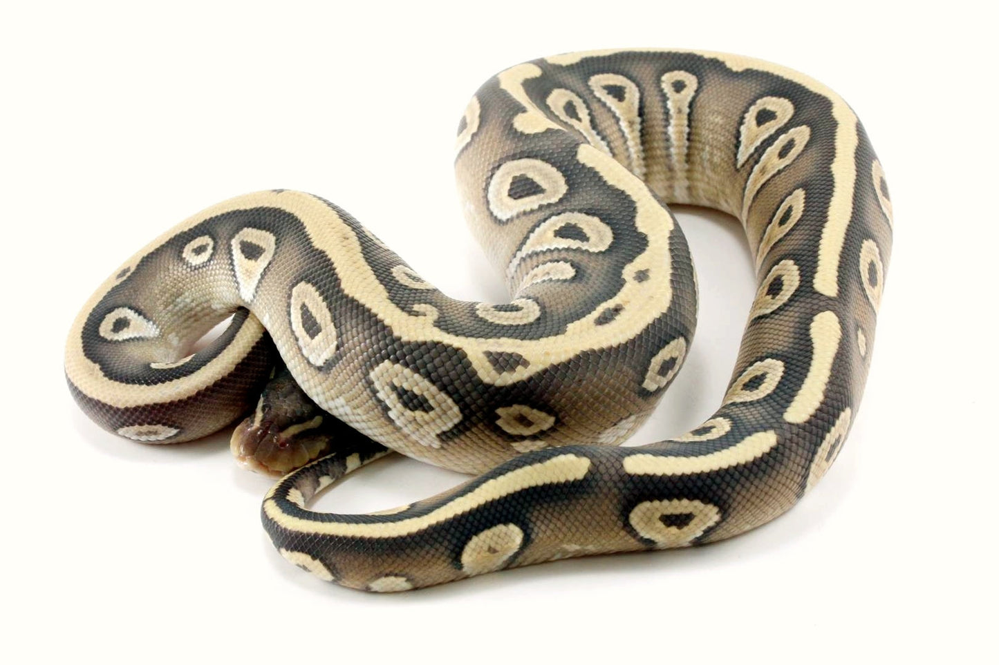 Hypo Mojave Ball Python All Reptiles
