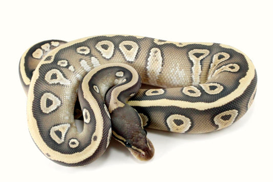 Hypo Mojave Ball Python