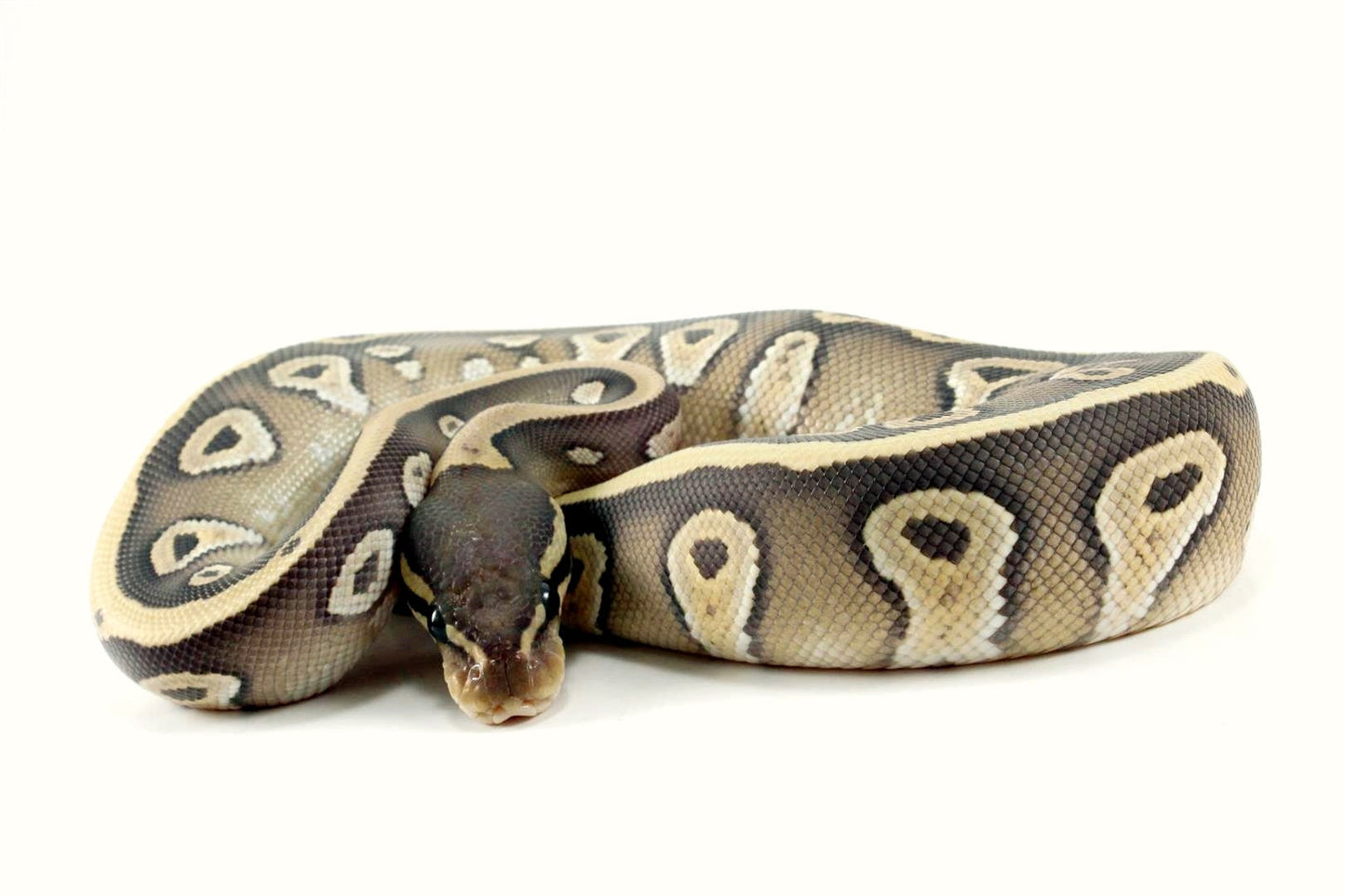 Hypo Mojave Ball Python All Reptiles