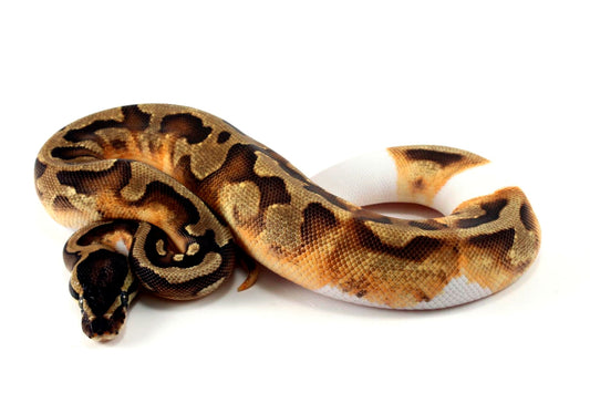 Enchi Pied 66% h. Desert Ghost Ball Python