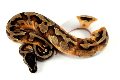 Enchi Pied 66% h. Desert Ghost Ball Python