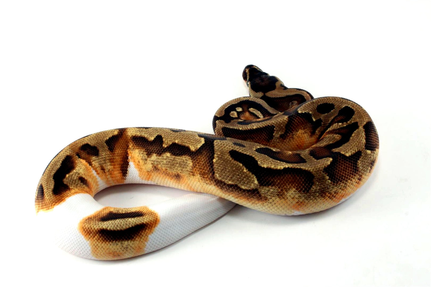 Enchi Pied 66% h. Desert Ghost Ball Python
