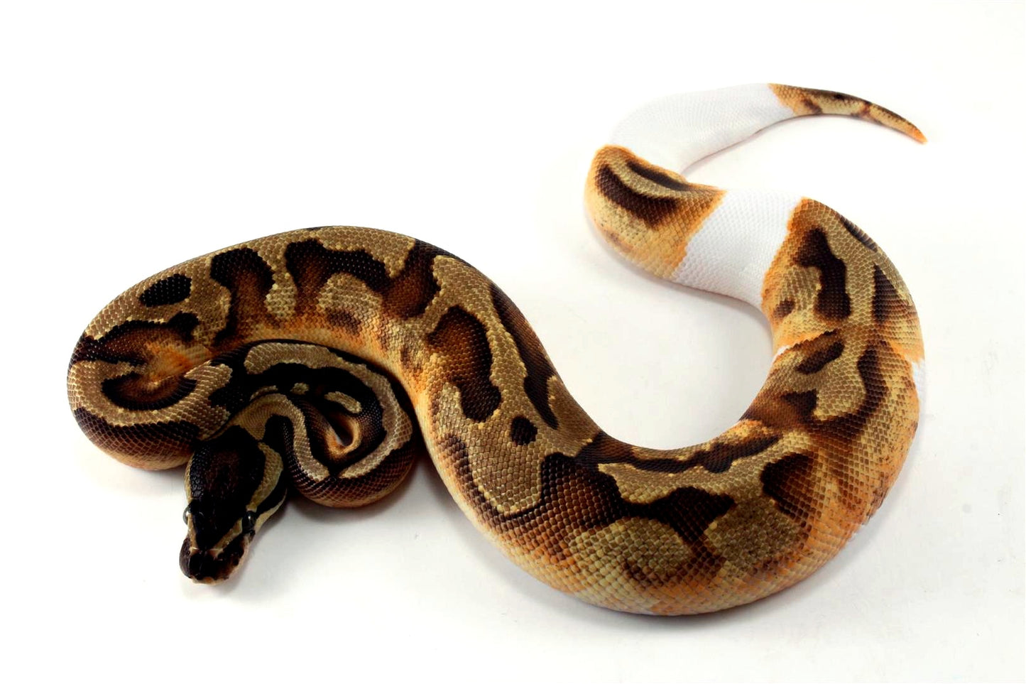 Enchi Pied 66% h. Desert Ghost Ball Python