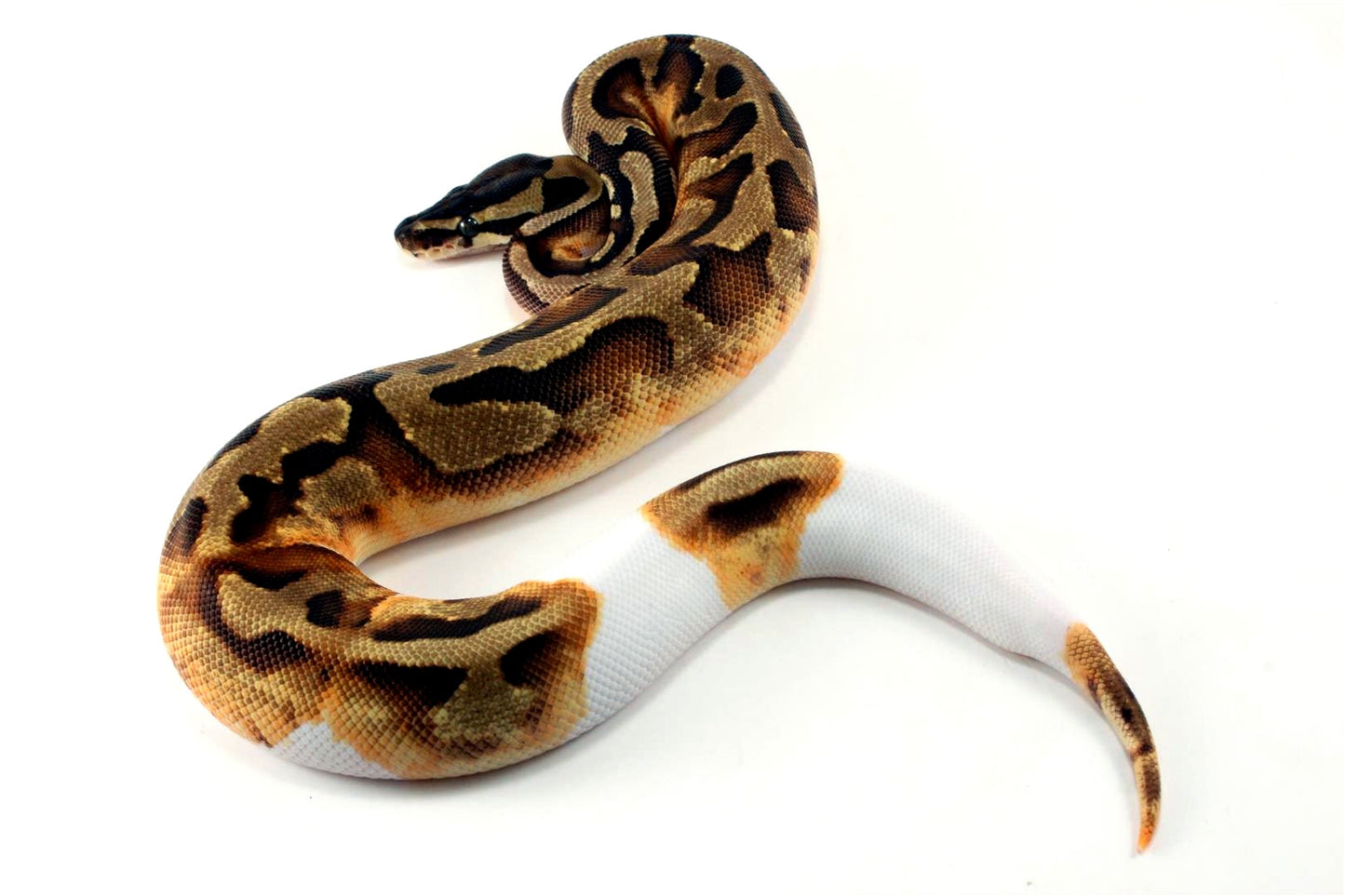 Enchi Pied 66% h. Desert Ghost Ball Python