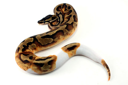 Enchi Pied 66% h. Desert Ghost Ball Python