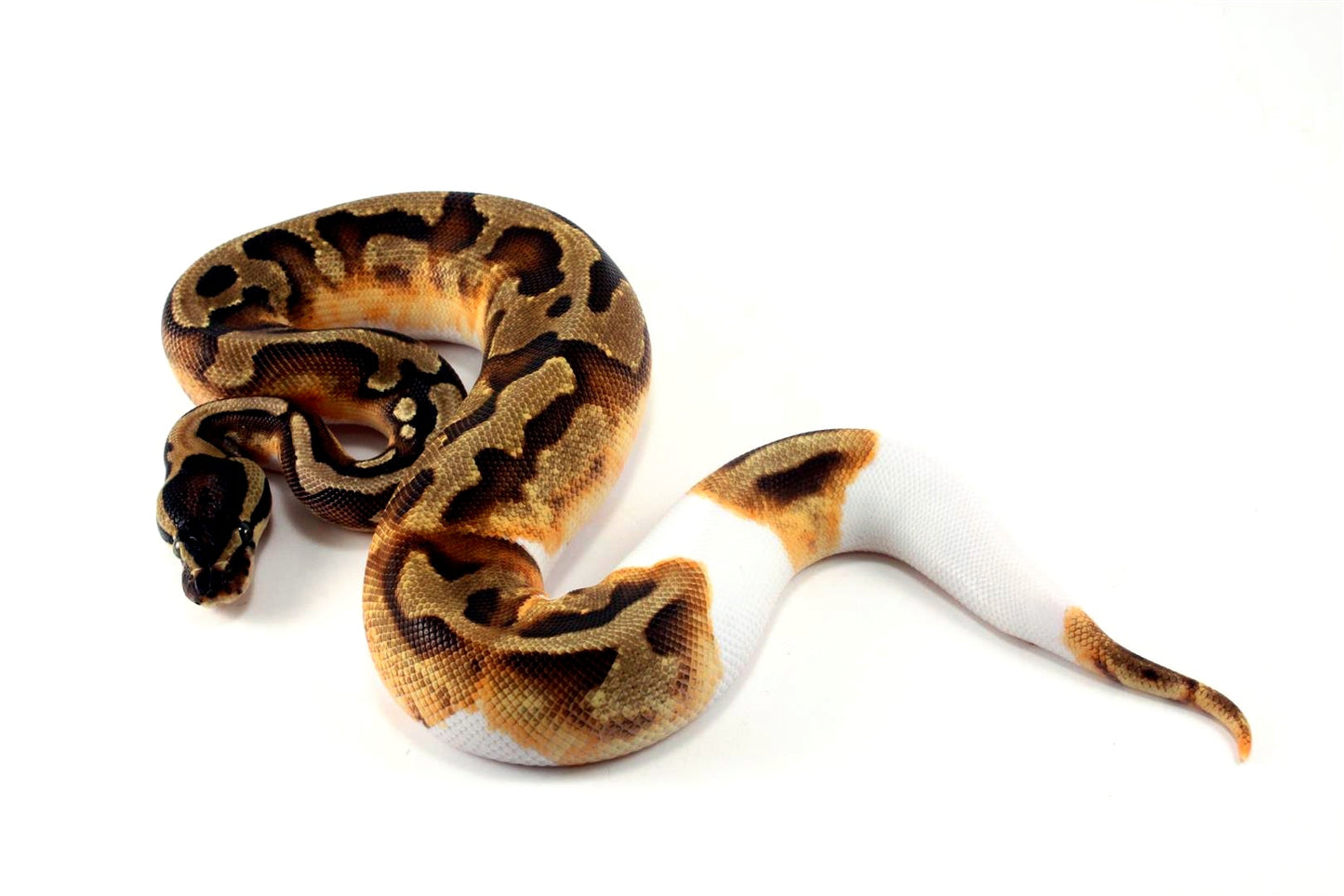 Enchi Pied 66% h. Desert Ghost Ball Python