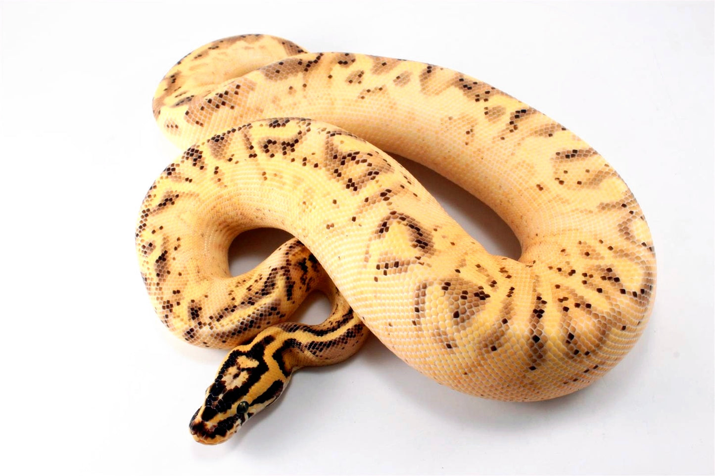 Pastel Enchi Super Asphalt Ball Python