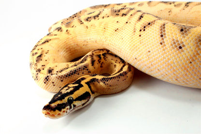 Pastel Enchi Super Asphalt Ball Python