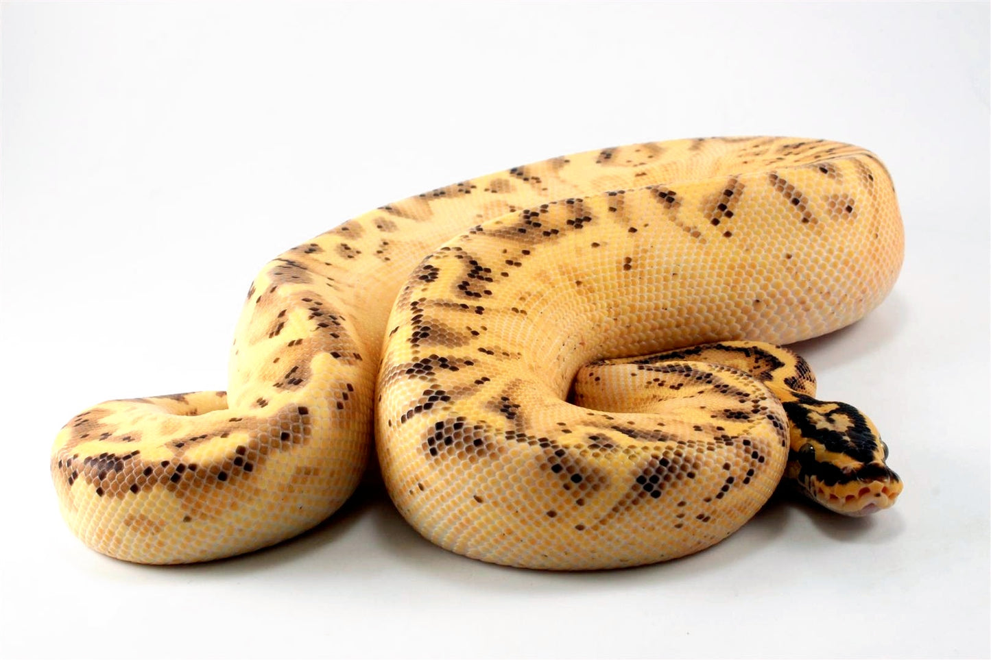 Pastel Enchi Super Asphalt Ball Python