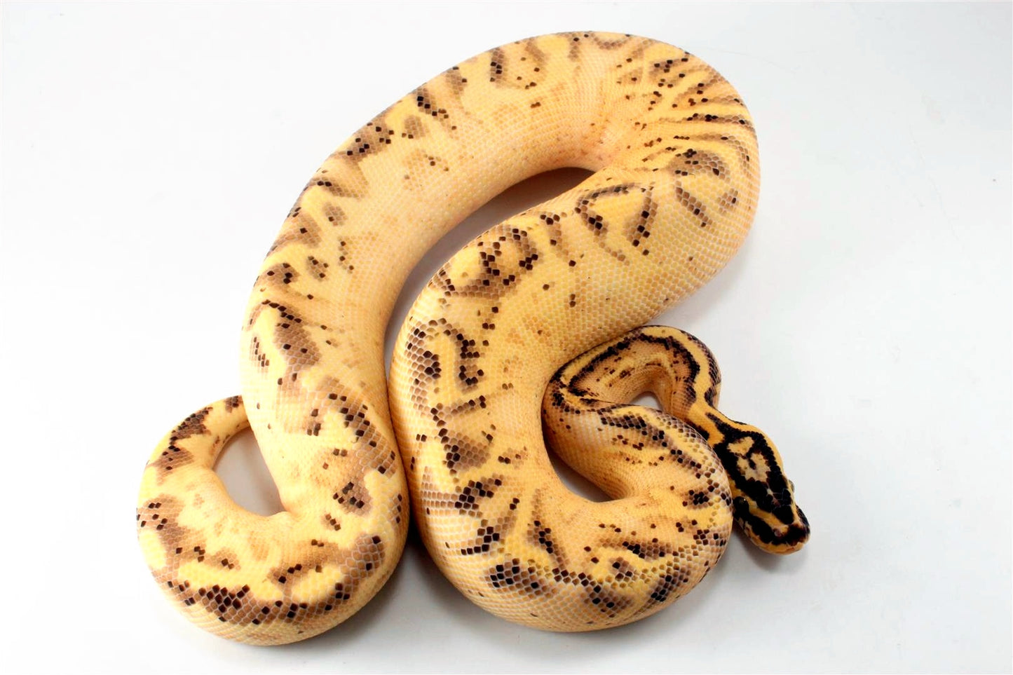 Pastel Enchi Super Asphalt Ball Python
