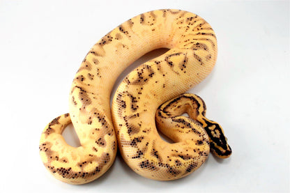 Pastel Enchi Super Asphalt Ball Python