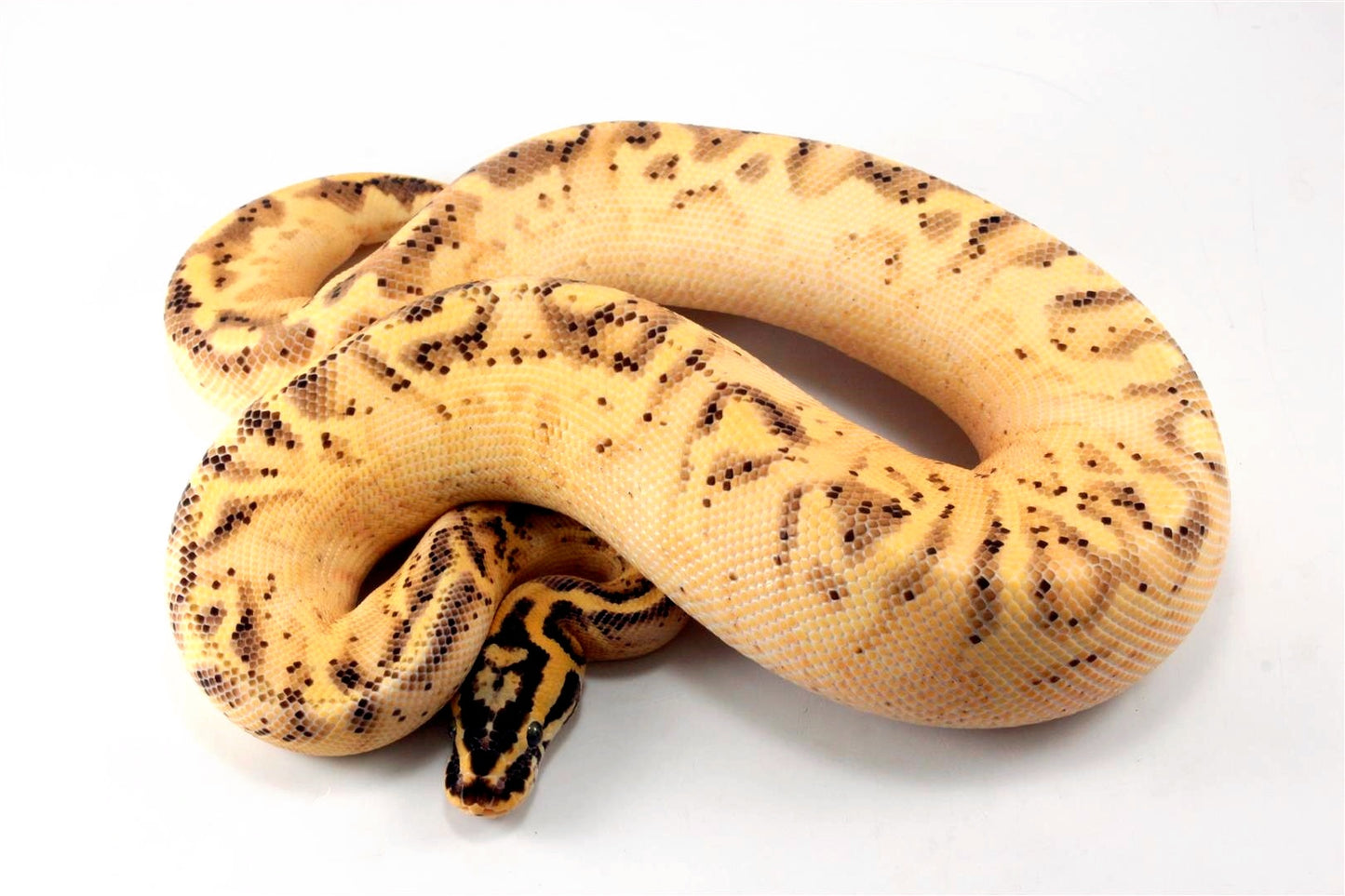 Pastel Enchi Super Asphalt Ball Python