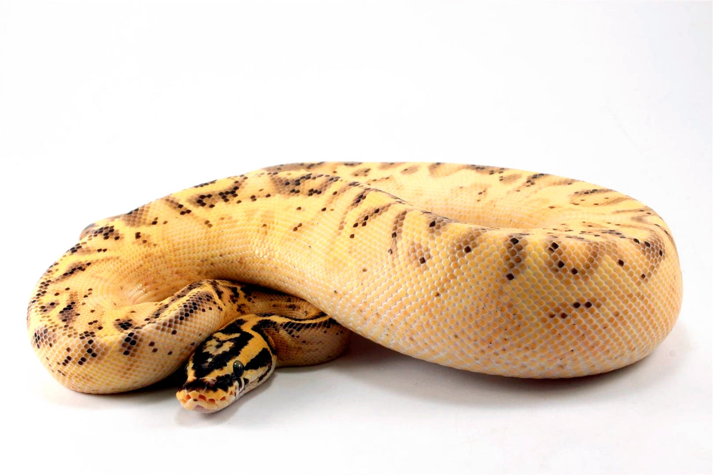 Pastel Enchi Super Asphalt Ball Python