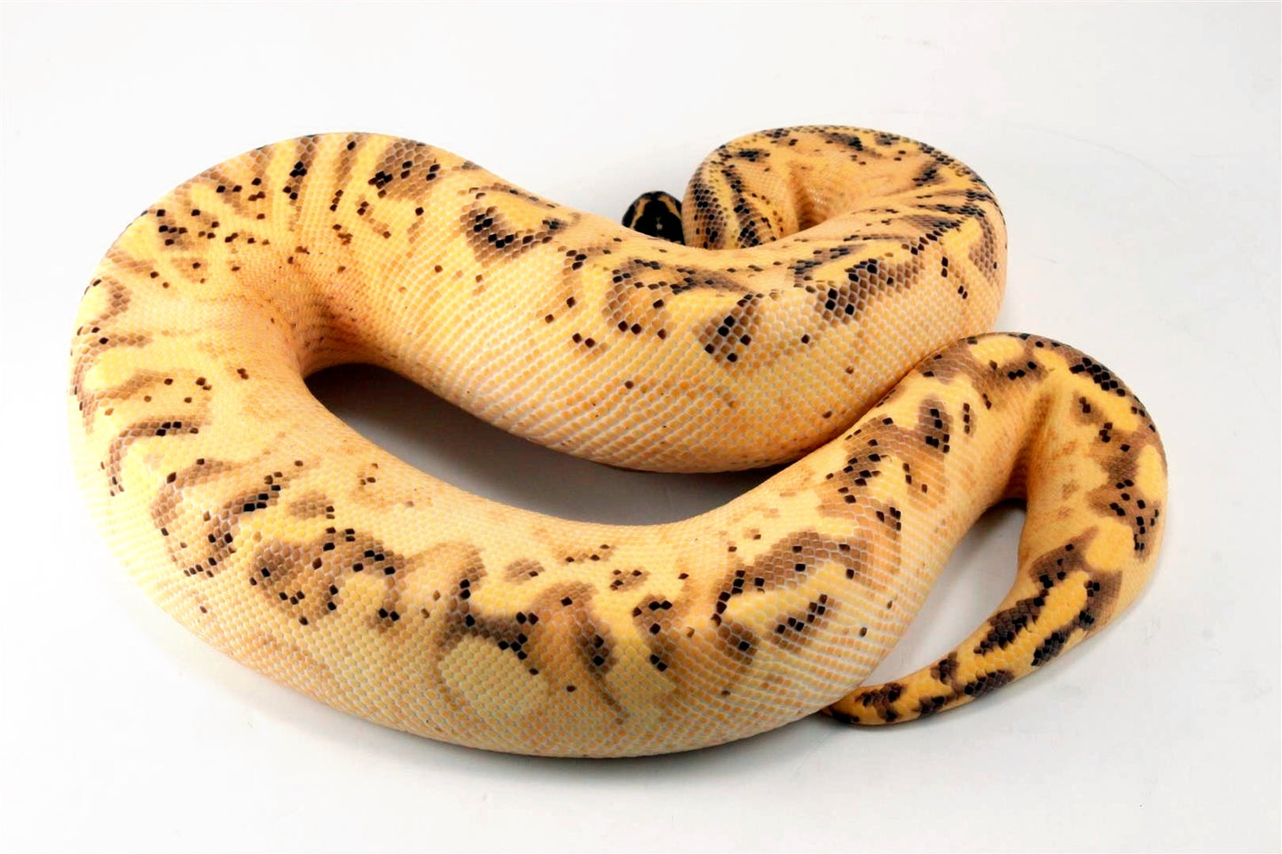 Pastel Enchi Super Asphalt Ball Python